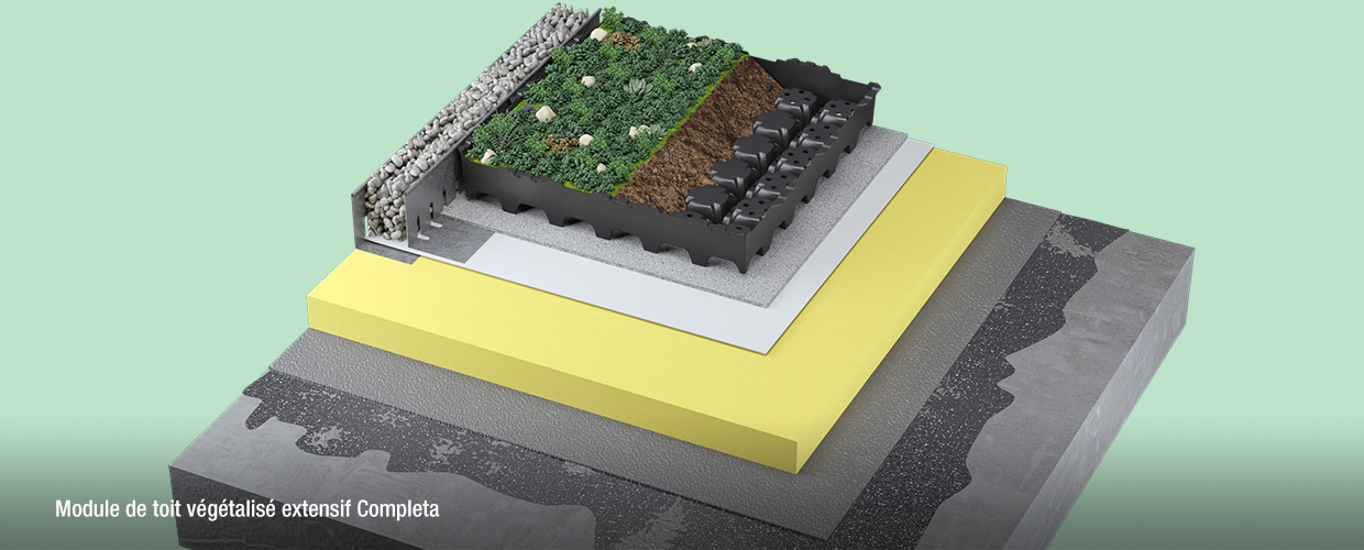 Module de toit végétalisé extensif Completa
