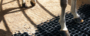 Runfloor Horses example